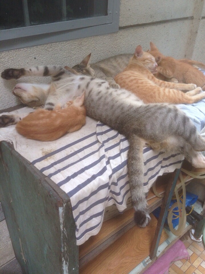 Подборка спящих котиков