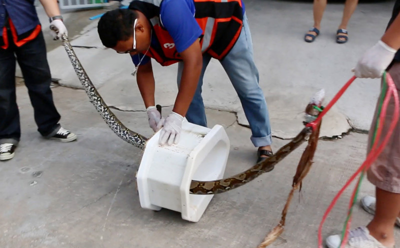 На жителя Бангкока в туалете напал пробравшийся в унитаз трёхметровый питон