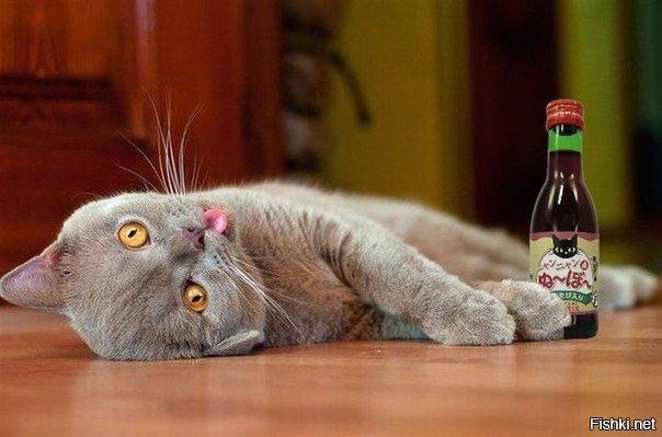 В Японии продаётся специальное вино для кошек "Nyan Nyan Nouveau"