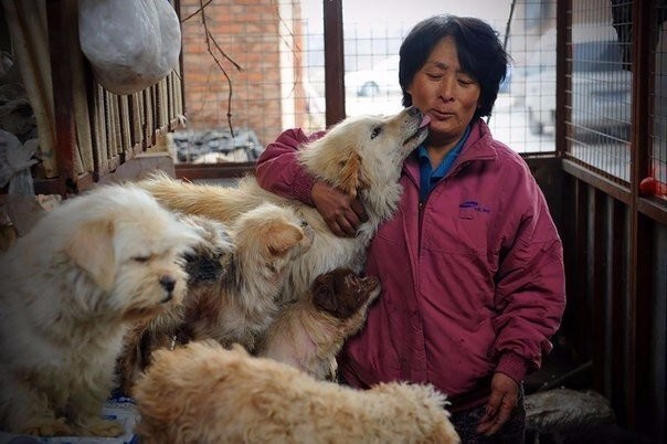 Китаянка спасла сотню собак от съедения на фестивале