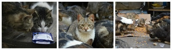 История кошачьего приюта "Убежище"