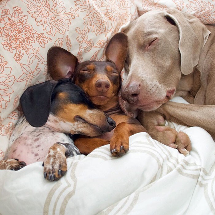 Две собаки приняли нового щенка как родного, доказывая, что среди животных существует дружба