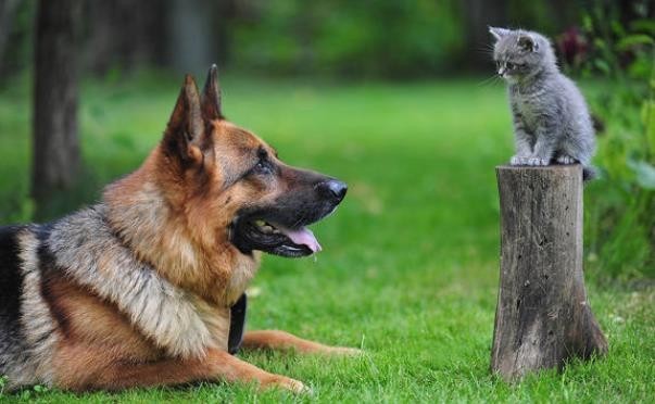 В чем причина вражды между кошками и собаками
