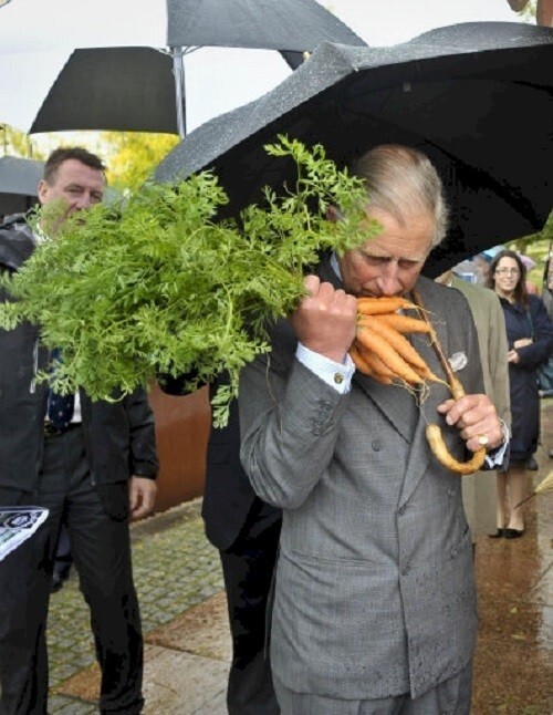 10. Вот что случилось, когда принц Чарльз узнал, что морковь полезна для зрения