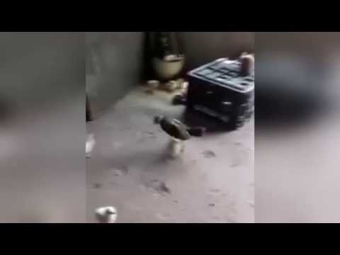 Боевой цыпленок атакует курицу 