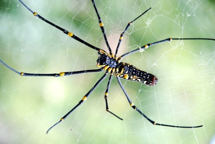 Самые опасные паукообразные — банановый паук