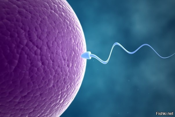 Один сперматозоид содержит в ДНК 37