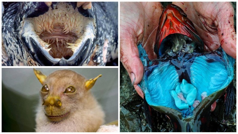 Сумасшедшие фотографии животных, которые точно вас удивят