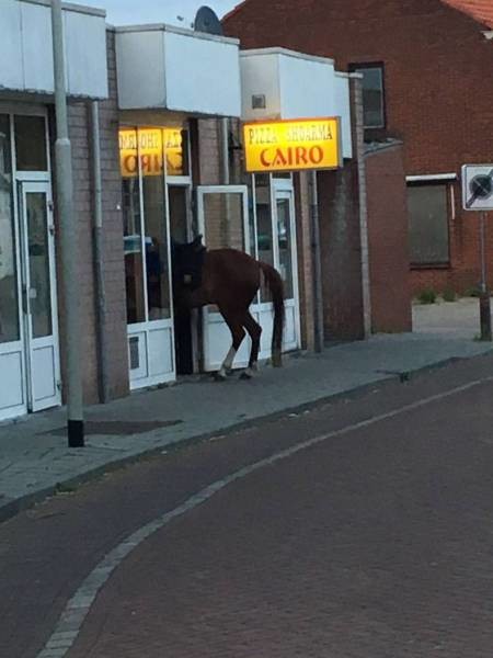 Лошадь в магазине 