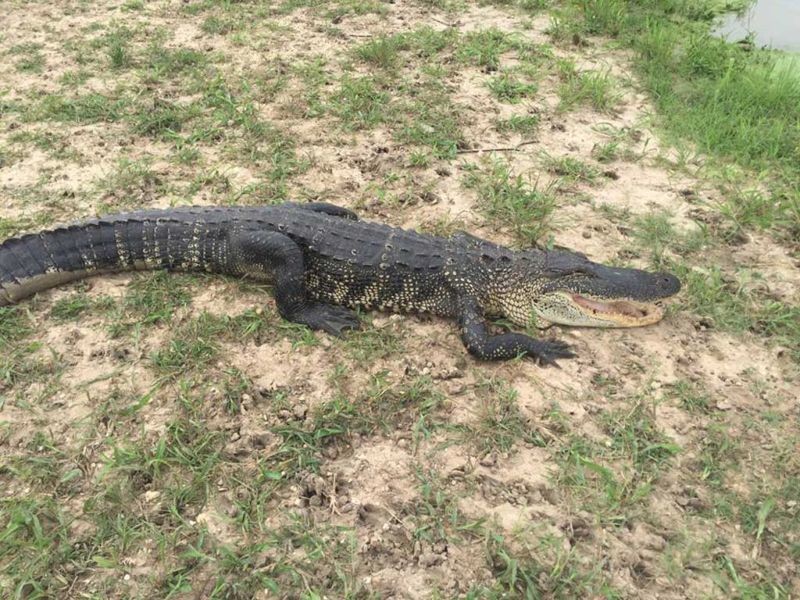 Escort Alligator Chicago