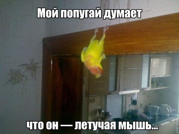 Убойный юмор!