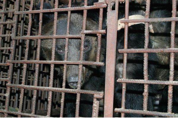Спасение медведя Цезаря из китайской фермы по производству желчи