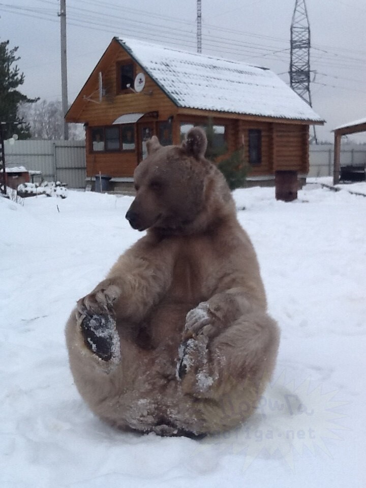  Домашний медведь Степан из Москвы