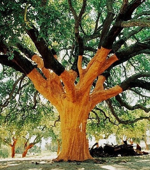 «Свистящее дерево» (The Whistler Tree), Алентежу (Alentejo)