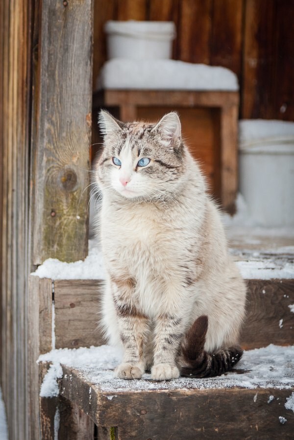 Немного котиков вам в ленту 