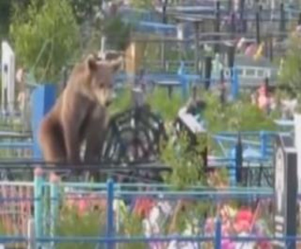 Медведя-могильщика отстрелили на Сахалине