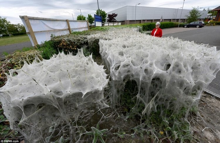Тысячи гусениц превратили куст в огромный кокон