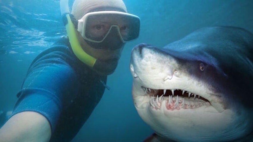 Селфи с акулой 