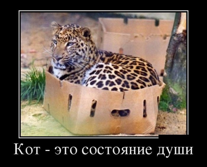 кот это состояние души