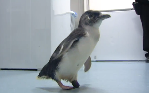 Пингвину из Новой Заландии сделали протез лапки на 3D-принтере