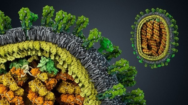 Достоверные 3-D модели вирусов