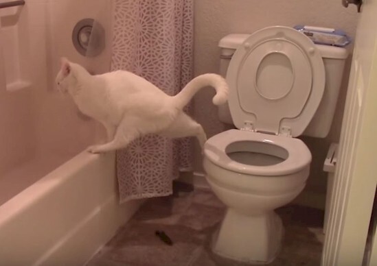 3. По крайней мере, кот старается сделать свои туалетные дела аккуратно