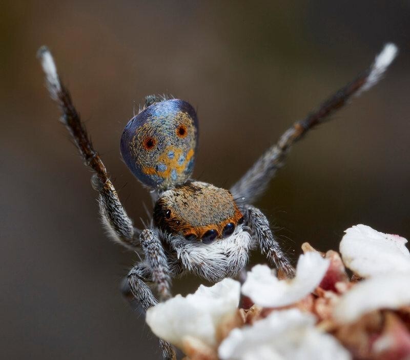 Ученые открыли новый вид танцующих пауков-павлинов