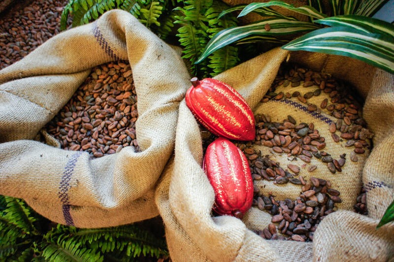 Четыре особенности какао