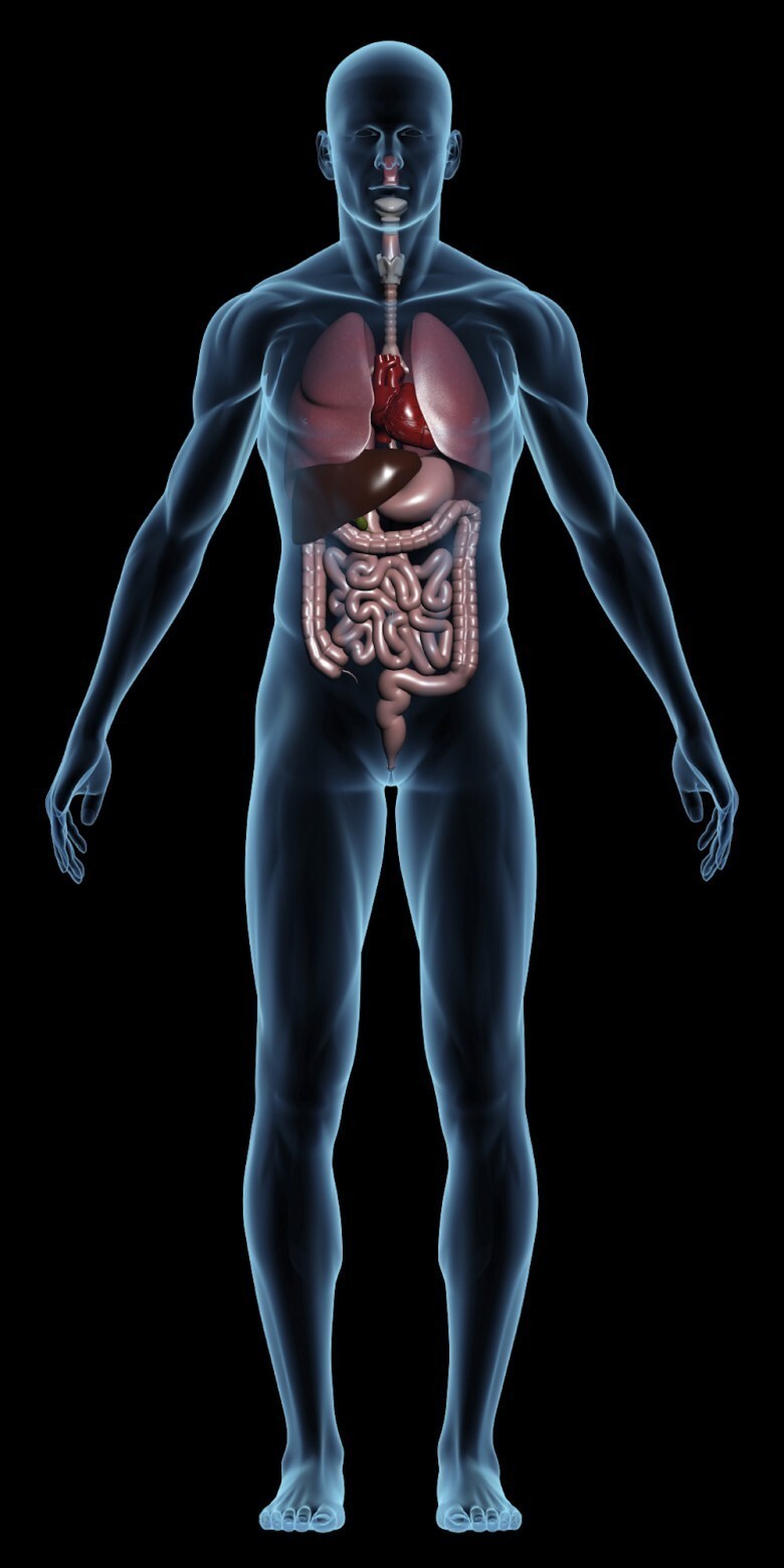 3. Долголетие человека может быть связано с медленным метаболизмом