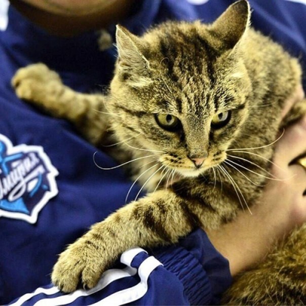 Умерла кошка Матроска, отобедавшая на крупную сумму в аэропорту Владивостока.