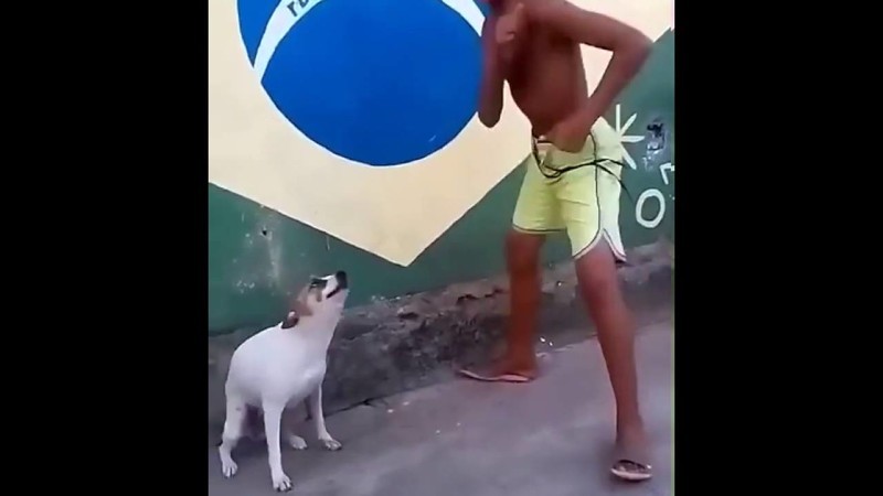 Собака танцует Самбу 