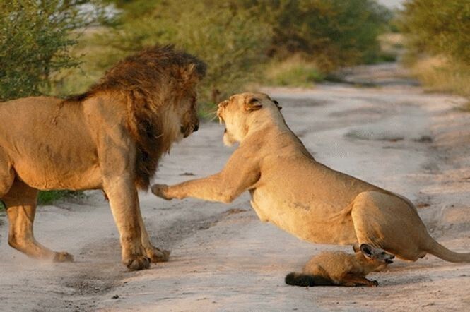 Львы увидели раненого лисенка и то, что сделала львица поразило вcех