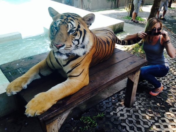 Фото с тигром 