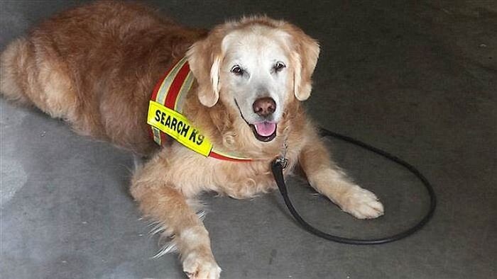 Все псы попадают в рай: cпасатели с почестями простились с последней собакой, искавшей выживших после теракта 11 сентября