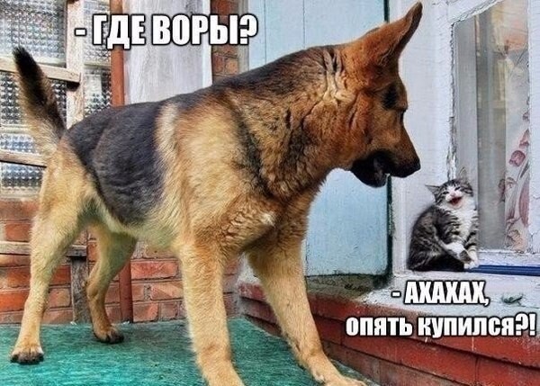 Смешные картинки про котов!