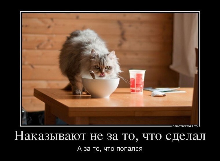 Смешные картинки про котов!