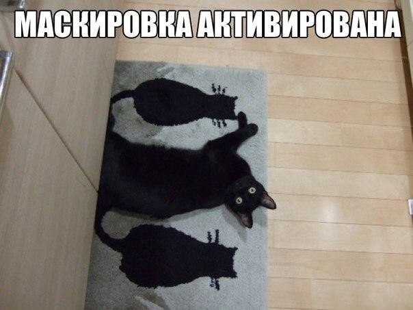 Смешные картинки про котов!