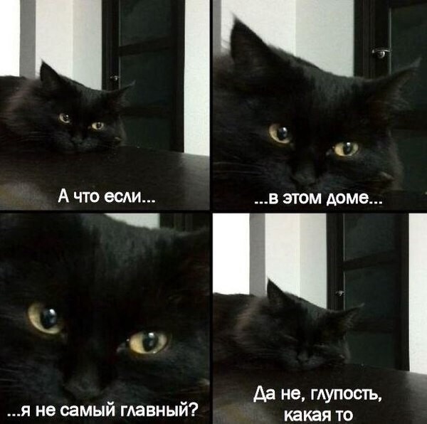 Смешные картинки про котов!