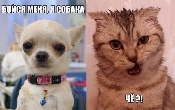 Смешные картинки про котов!