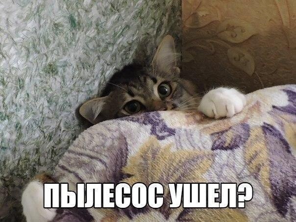 Смешные картинки про котов!