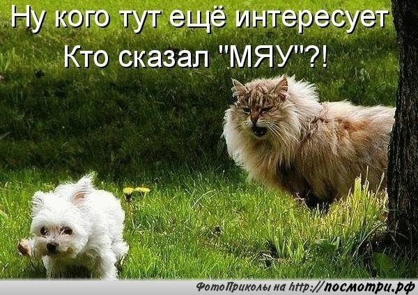 Смешные картинки про котов!