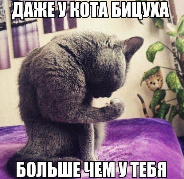 Смешные картинки про котов!