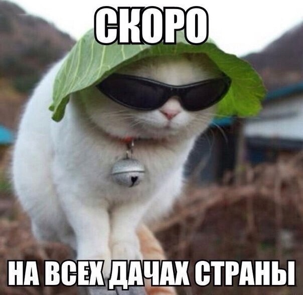 Смешные картинки про котов!