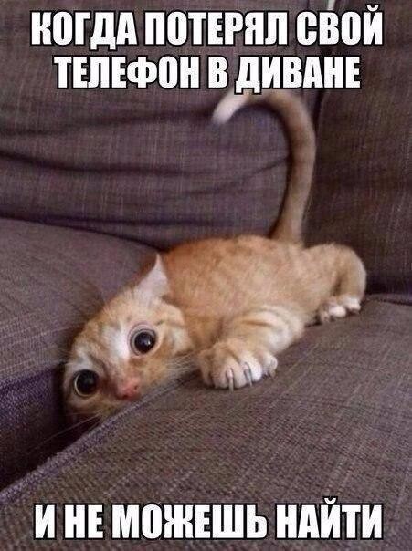 Смешные картинки про котов!