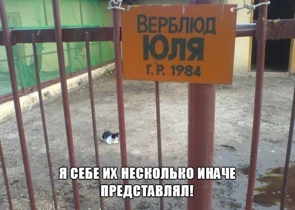 Смешные картинки про котов!
