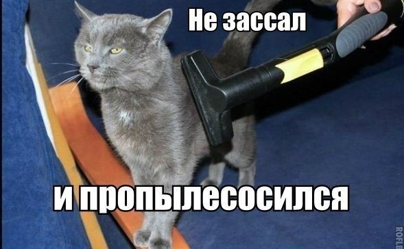 Смешные картинки про котов!