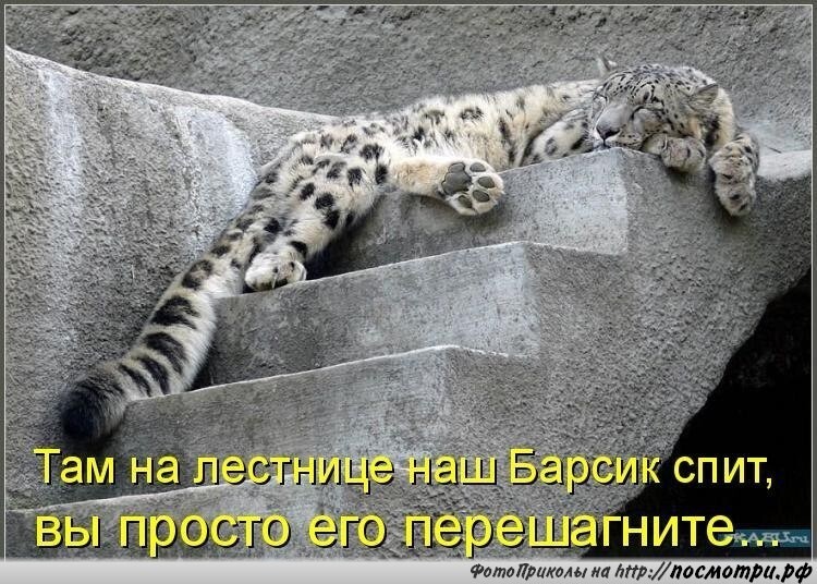 Смешные картинки про котов!