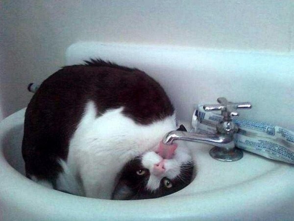 Смешные картинки про котов!