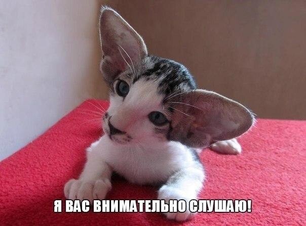 Смешные картинки про котов!
