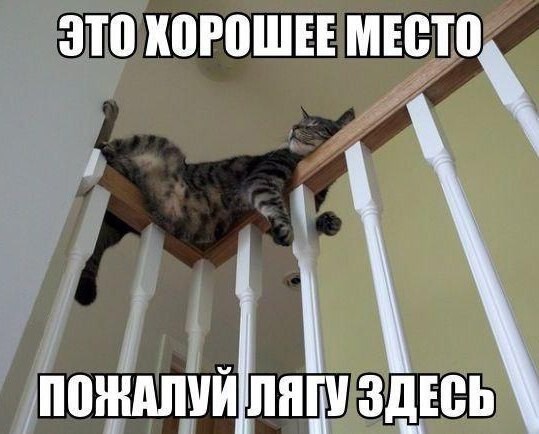 Смешные картинки про котов!